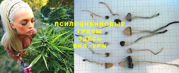 стафф Алзамай